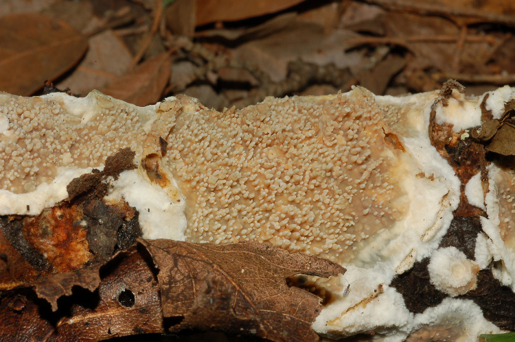 Aphyll.dalle colline di Mondeggi (Radulomyces molaris)
